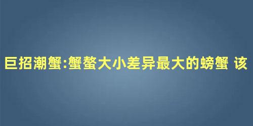 巨招潮蟹:蟹螯大小差异最大的螃蟹 该如何正确饲养